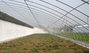 蔬菜溫室大棚的建造需要滿足什么樣的條件