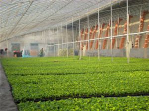 蔬菜溫室大棚的產(chǎn)量增加方法介紹